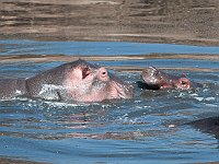 Wild Hippo